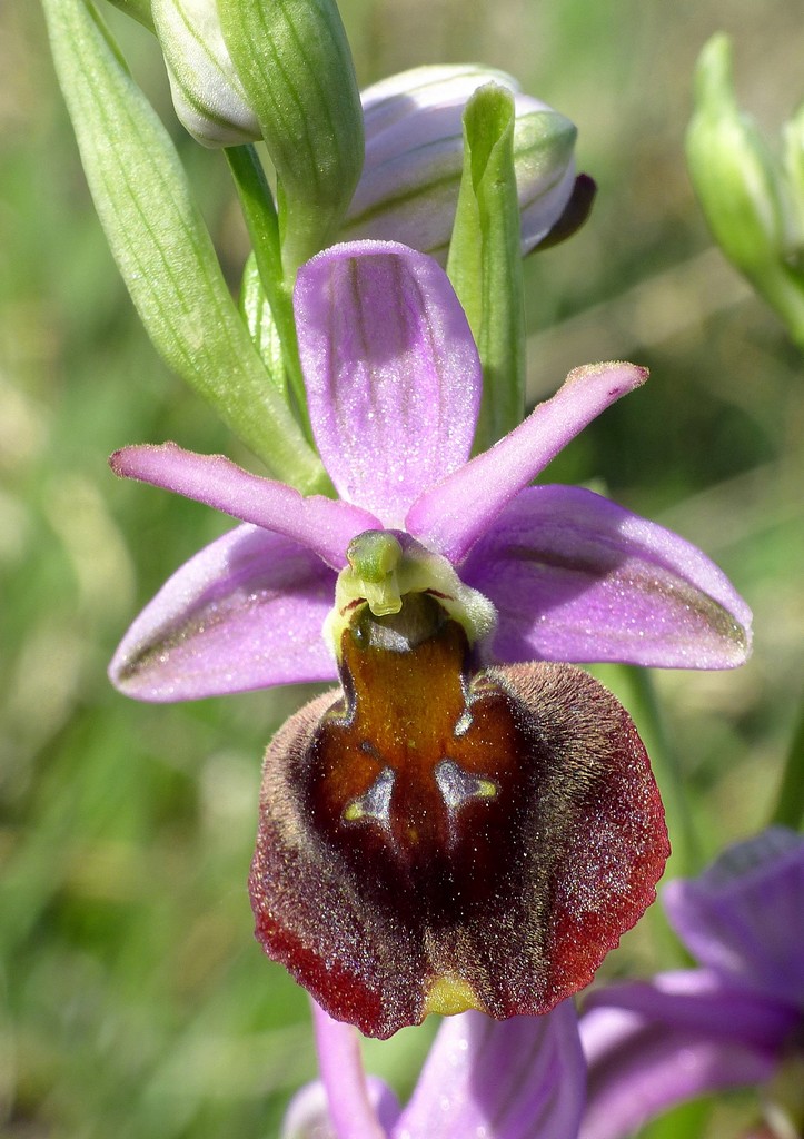 Ophrys crabronifera nellAbruzzo aquilano - aprile  2022.